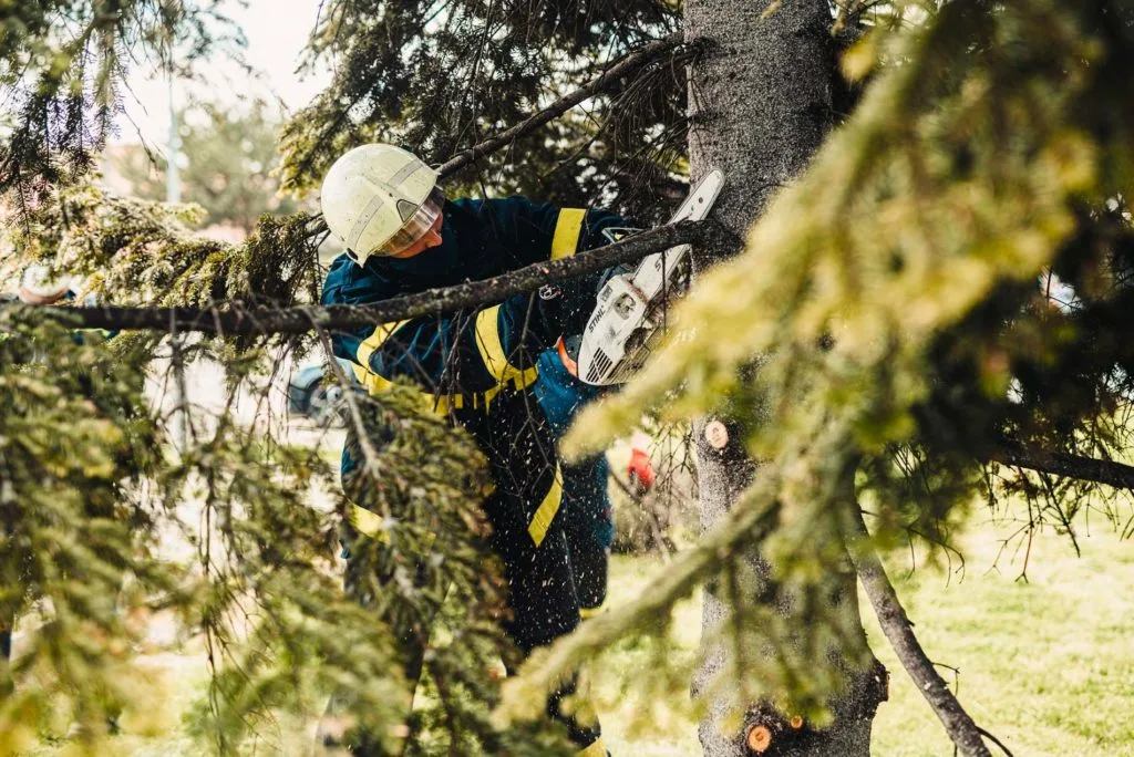 arborist Malmö