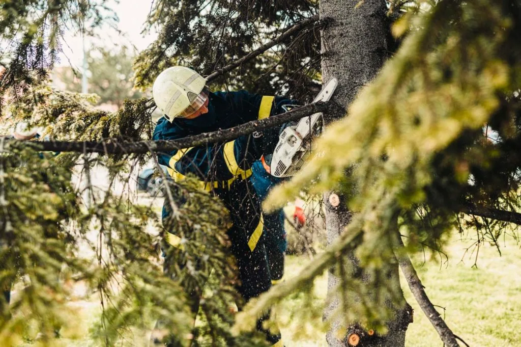 arborist österlen