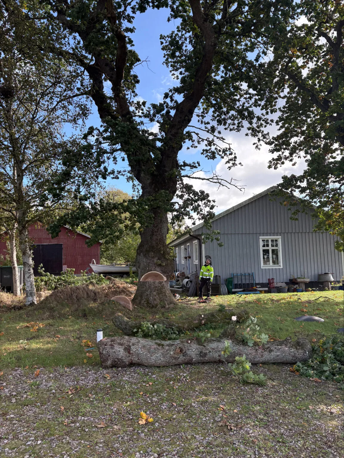 Trädfällning av stort träd
