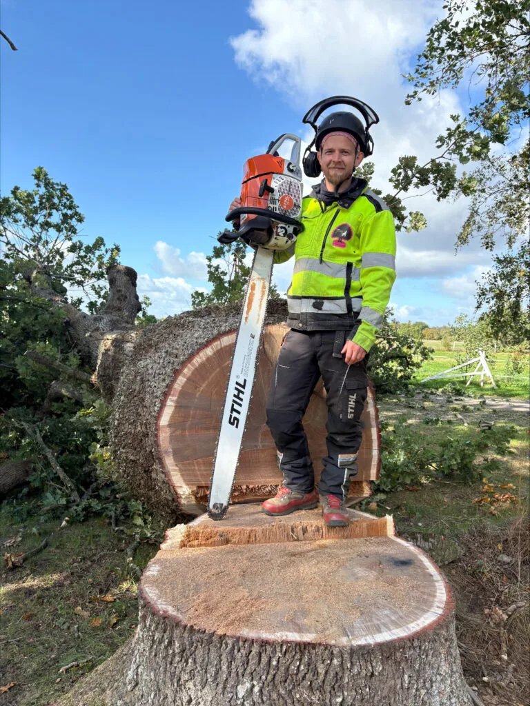 Trädfällning av stort träd