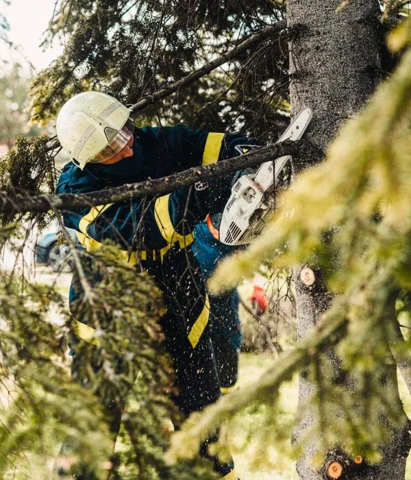 arborist Lund