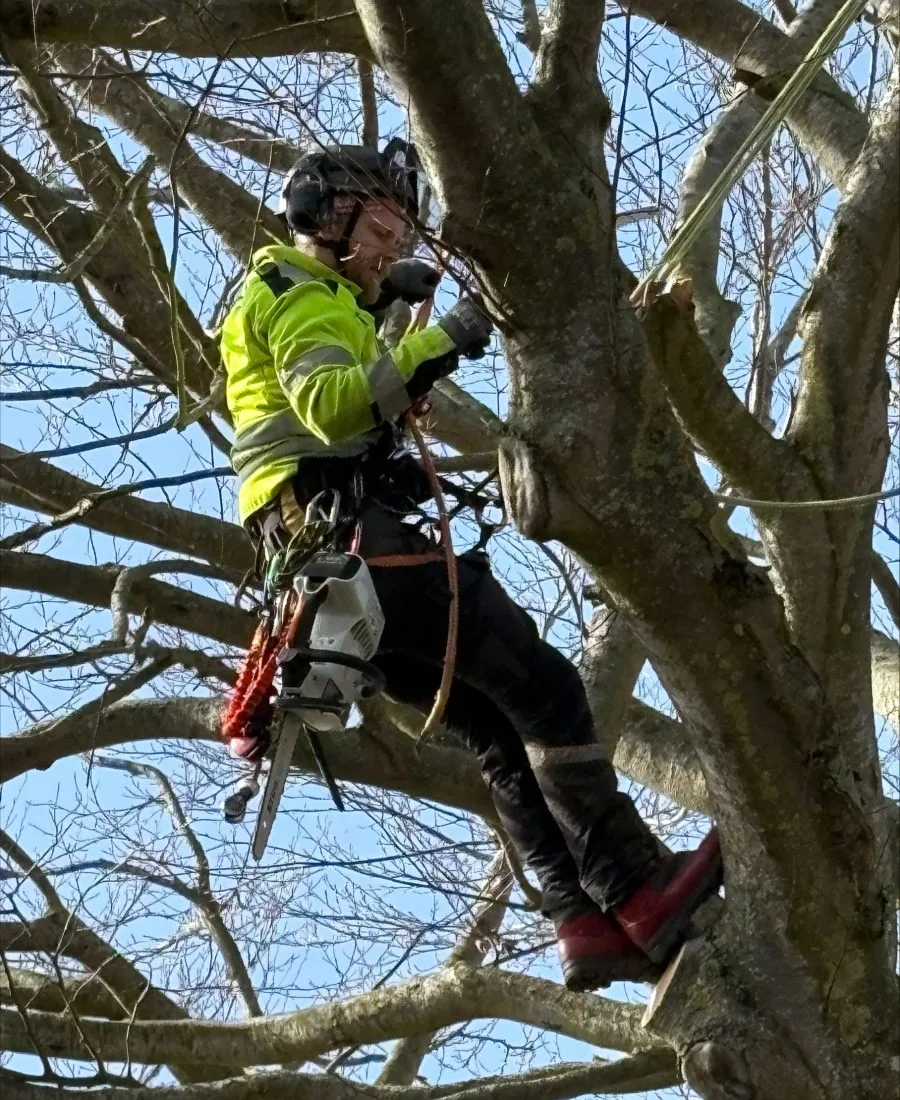 Arborist Skåne