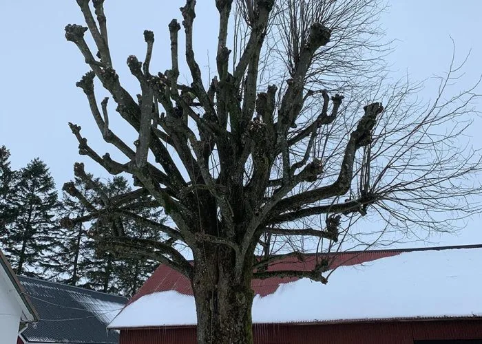Trädbeskärning